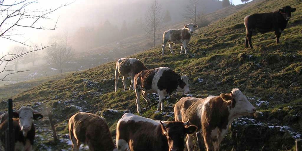 Kühe auf der Bergweide