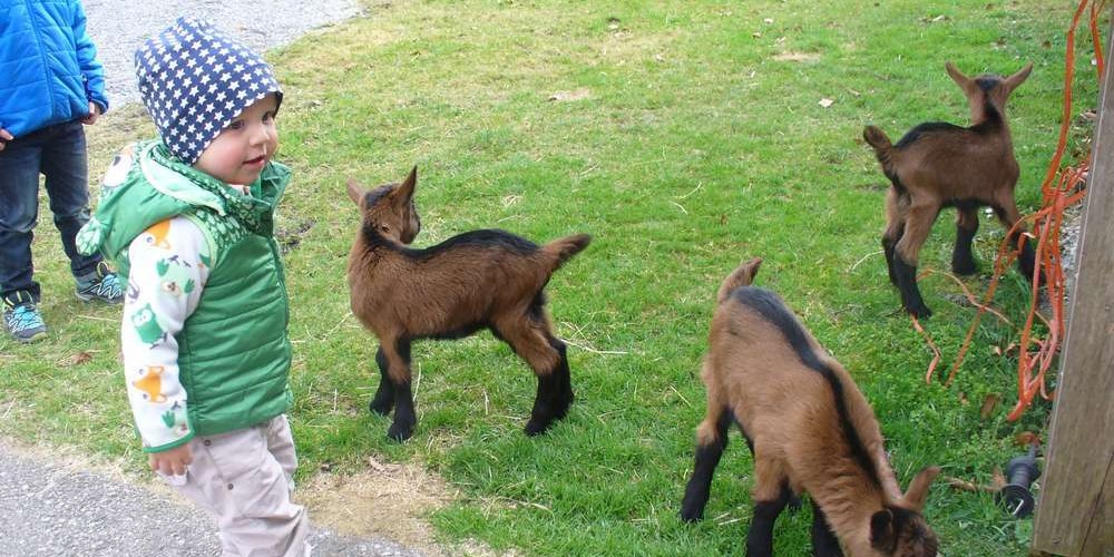 Die kleinen Zieglein sind eine Freude für Kinder