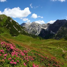 V Tappenkarju cvetijo alpske vrtnice