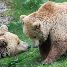 Cumberland Wildpark