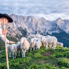 Soljenje ovc jezersko solčavske pasme na visokogorskih pašnikih