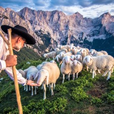 Soljenje ovc na Golem vrhu