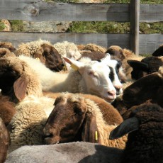 Ovce so osnova za izdelke Villgrater Natur