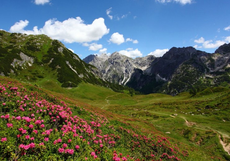 V Tappenkarju cvetijo alpske vrtnice